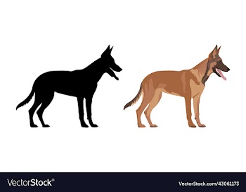 belgian shepherd dog with silhouette