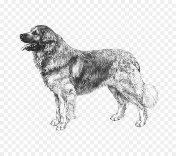 Belgian Shepherd Leonberger Tervuren Malinois dog Groenendael - leonberger streamer 