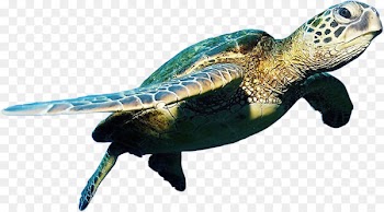 Belize Barrier Reef Hol Chan Marine Reserve Turtle Mexico Rocks - Sea turtle 