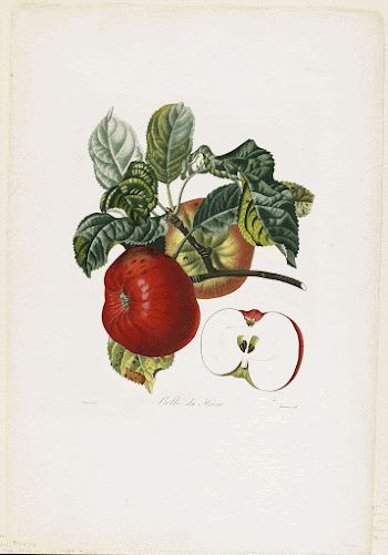 Belle de Havre (apple), from Traite | Free Photo - rawpixel