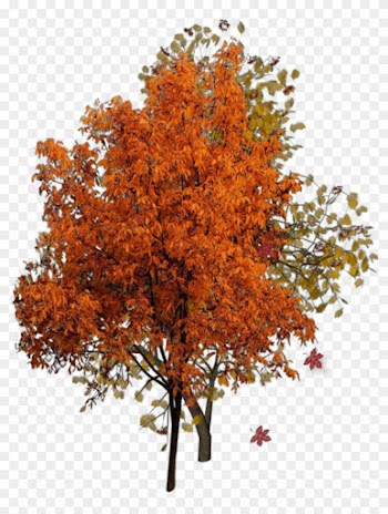 Belle - Fall Tree Png