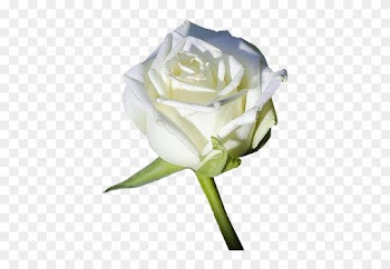 Belles Fleurs Roses Blanches