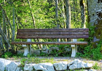 Bench in Park