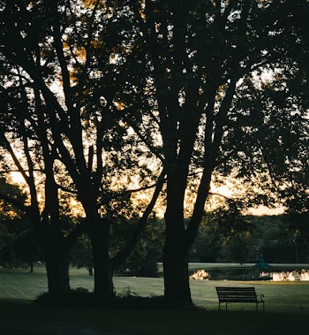 Bench Under a Tree 