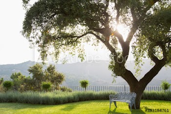 Bench under tree in sunny garden with mountain view