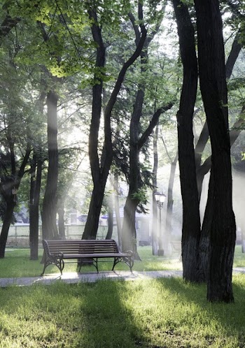 Bench Under Trees