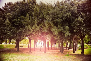 Benches Under Trees