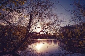 Bend Yellow Tree on Calm Body of Water during Golden Hour