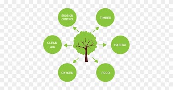 Benefits Of Planting Trees - Benefits Of Planting Trees