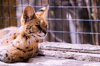 Bengal Cat