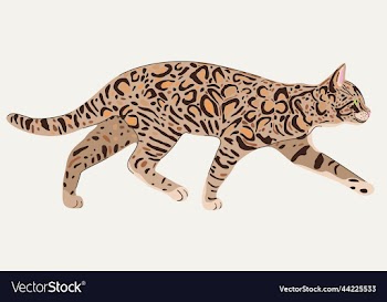 bengal cat in profile