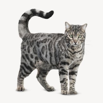 Bengal cat  isolated on white, | Free PSD - rawpixel