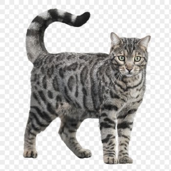 Bengal cat png clipart, pet, | Free PNG - rawpixel