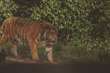 Bengal Tiger