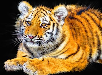 Bengal Tiger