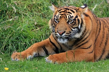 Bengal Tiger Laying in Green Grass at Daytime