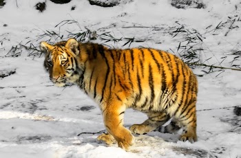 Bengal Tiger Walking Along Snow-covered Field