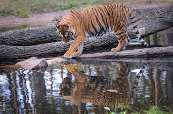 Bengal tiger walks in enclosure in Serengeti Park, zoo and leisure park in Hodenhagen in North Germany