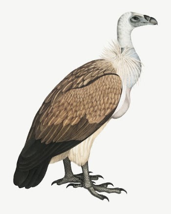 Bengal vulture bird, vintage animal | Free PSD Illustration - rawpixel