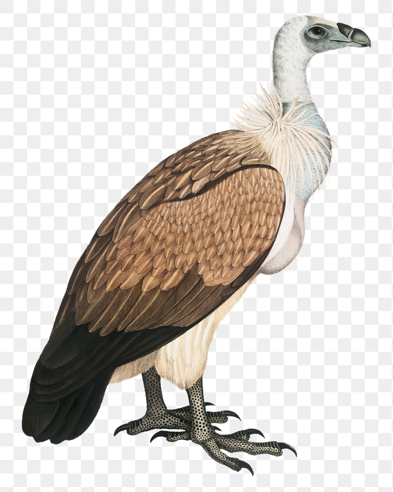 Bengal vulture png bird sticker, | Free PNG Illustration - rawpixel
