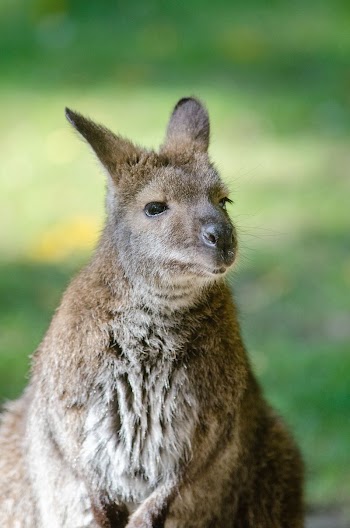 Bennetts wallaby | Free Photo - rawpixel