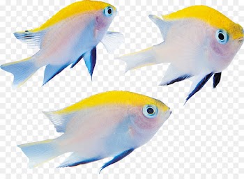 Benthic zone Fish Seabed - fish 
