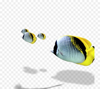 Benthic zone Seabed - Flocks of fish 