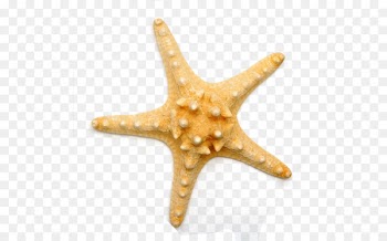 Benthic zone Starfish Sea Tube feet - Pentagon starfish 