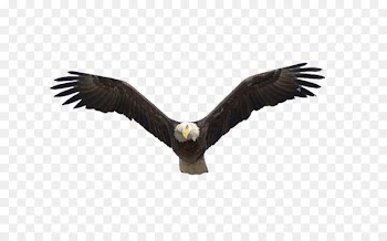 Benton Lake National Wildlife Refuge Bald Eagle Flight Bird - Flying eagle 