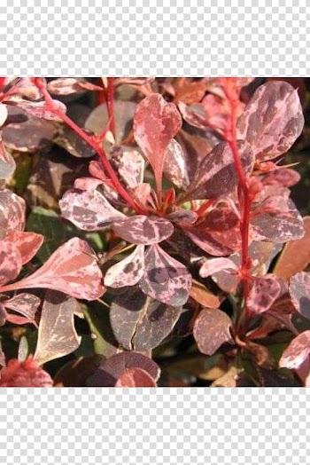 Berberis thunbergii Berberis julianae Blodberberis Hedge Autumn leaf color, others transparent background PNG clipart