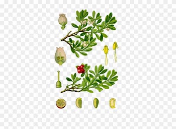 Beredruif Thee, Beredruifthee, Bestel Hier Uw Kruidenthee - Arctostaphylos Uva Ursi Leaf