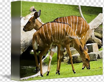 Berlin Zoological Garden Greater kudu Deer Animal, deer watercolor transparent background PNG clipart