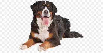 Bernese Mountain Dog Puppy Bullmastiff English Cocker Spaniel Boxer - puppy 