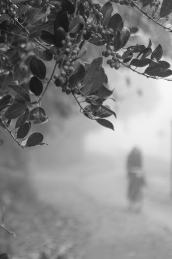 Berries and Leaf in Grayscale