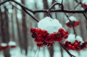 Berries On Tree