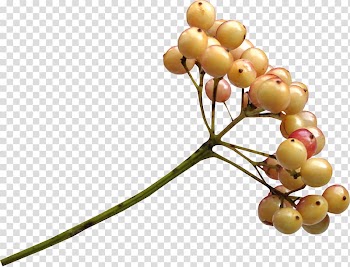 Berry Auglis , the autumn harvest transparent background PNG clipart