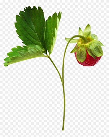 Berry Clip Art - Berry Clip Art