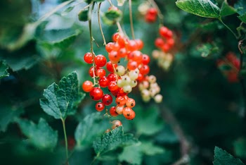 Berry Fruit &amp; Green Bush