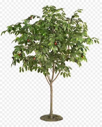 Berry Fruit tree Plant Cherry - Fruit tree 