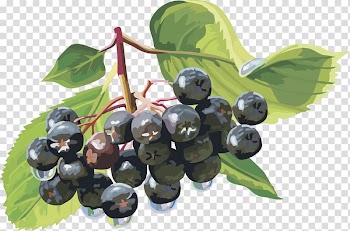 Berry , lantern fruit blueberry fruit,blueberry transparent background PNG clipart