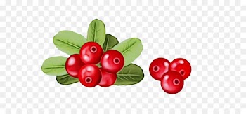 berry lingonberry fruit plant red