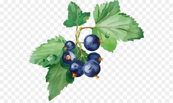 berry plant fruit bilberry currant