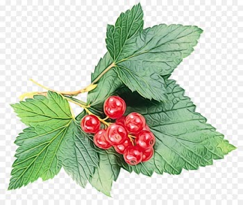 berry plant leaf flower flowering plant