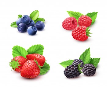 Berry realistic set Free Vector