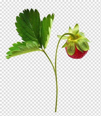 Berry , Strawberry fruit branch transparent background PNG clipart