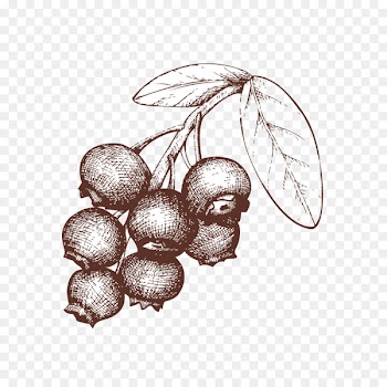 Berry Tart Drawing Illustration - Sketch of blueberries 