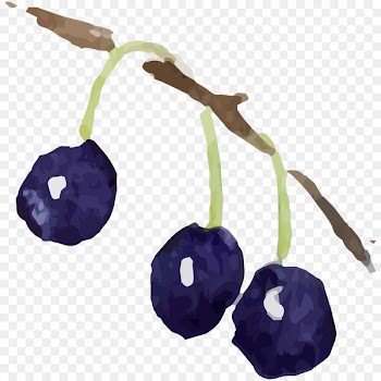 Berry Watercolor painting Illustration Image Berries - blueberry plant 