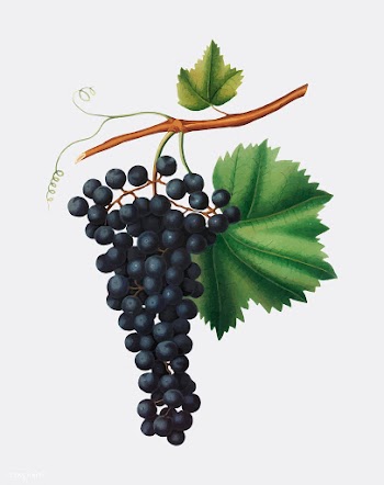 Berzemina grape from Pomona Italiana illustra.. | Free stock vector - 488234