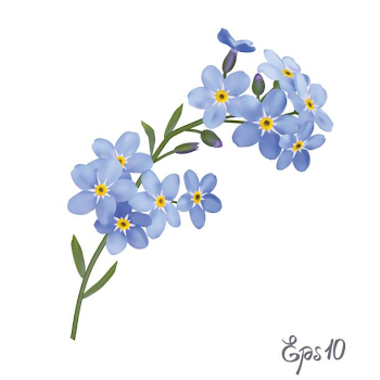 Best Forget Me Not Illustrations, Royalty-Free Vector Graphics ...