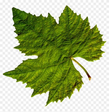 Best Free Green Leaves Icon - Grape Vine Leaf